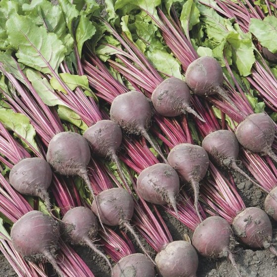 red_beet_bettollo-4499-low_resolution_SQ-900x900