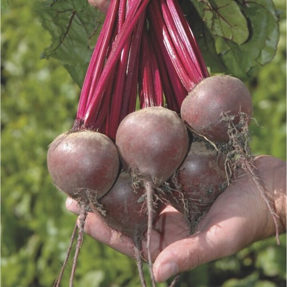 red_beet_pablo-3381-low_resolution_SQ-900x900