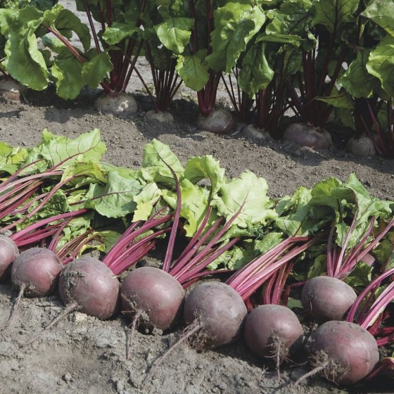 red_beet_pablo-4635-low_resolution_SQ-900x900